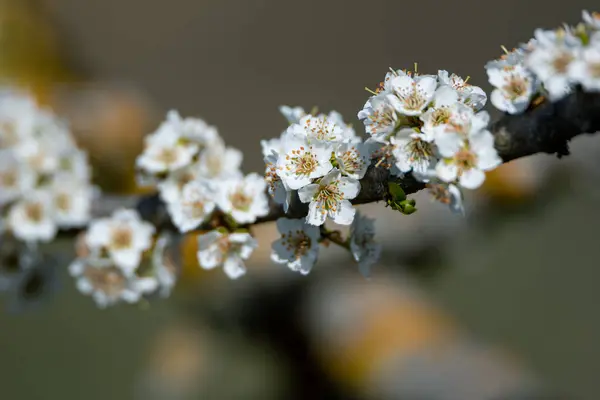Větvičky Kvetoucího Stromu Jarním Čase — Stock fotografie