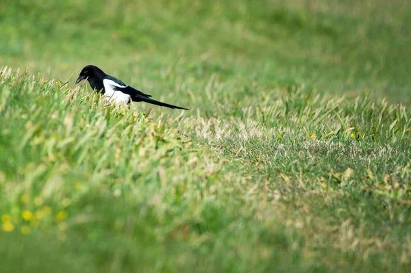 Eine Elster Auf Grünem Gras — Stockfoto