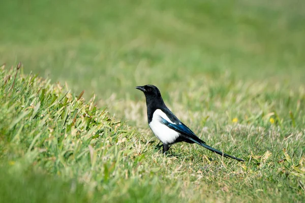 Eine Elster Auf Grünem Gras — Stockfoto