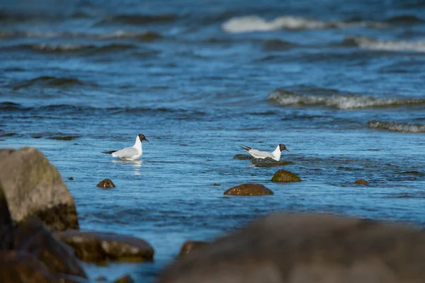 用海鸥观赏石质海岸线 — 图库照片
