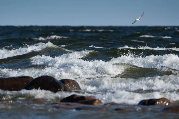 View Stone Coastline Seagull — Stock Photo, Image