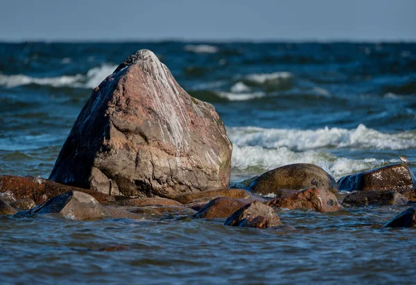 小さな鳥と石の海岸線への眺め — ストック写真