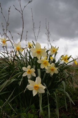 Bahçede büyüyen narsislere bakın.