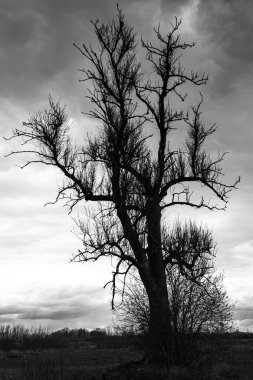 Büyük yaşlı dişbudak ağacı çayırda yetişir..