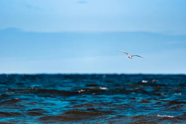 Ptak Nad Falowaną Wodą Morską — Zdjęcie stockowe