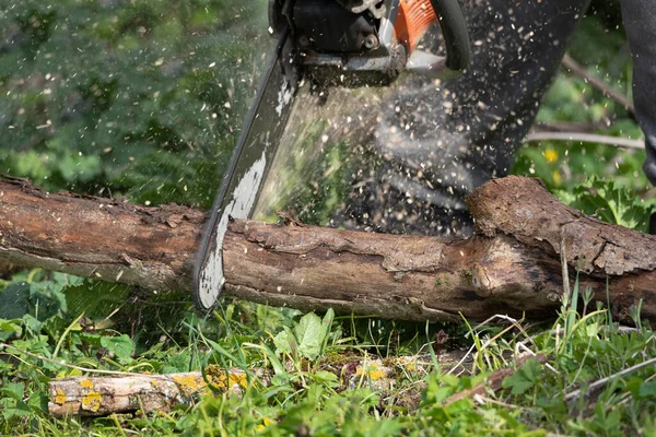 Hombre Trabaja Con Motosierra Bosque — Foto de Stock