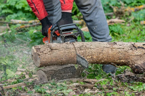 Homem Trabalha Por Motosserra Floresta — Fotografia de Stock