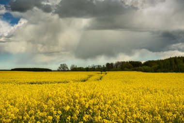 Güzel kanola tarlasına bak.