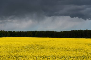Güzel kanola tarlasına bak.