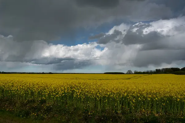 Vista Para Belo Campo Canola — Fotografia de Stock