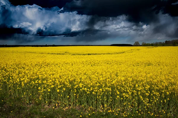 Vista Sul Bellissimo Campo Colza — Foto Stock