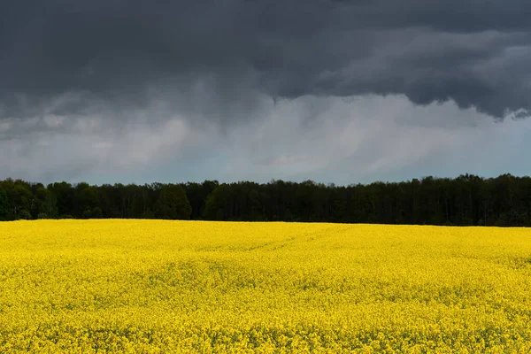 Güzel kanola tarlasına bak.