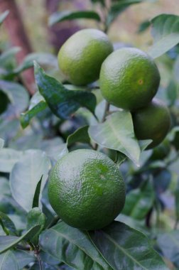 Yeşil meyve ve yaprakları ile mandalina ağacı. Doğal açık food arka plan