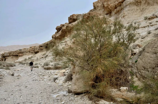 Путешественник, идущий по каньону Вади Мураббаат, Иудейская пустыня, Израиль, Ближний Восток — стоковое фото