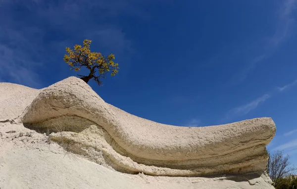 Árvore no topo das formações rochosas geológicas em Rose Valley, Turquia, Capadócia, Anantolia Central, Europa — Fotografia de Stock