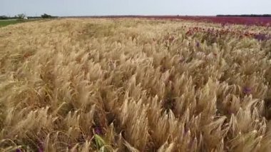 Buğday alan. Altın buğday kulaklarını kapat. Güzel doğa günbatımı manzara. Kırsal manzara parlak güneş ışığı altında