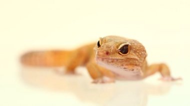 sarı ve turuncu lekeli leopar Gecko üzerinde beyaz şube