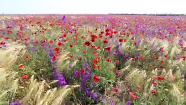 Hermoso Campo Amapolas Atardecer Campo Lleno Amapolas Bonitas Flores Rojas — Vídeos de Stock