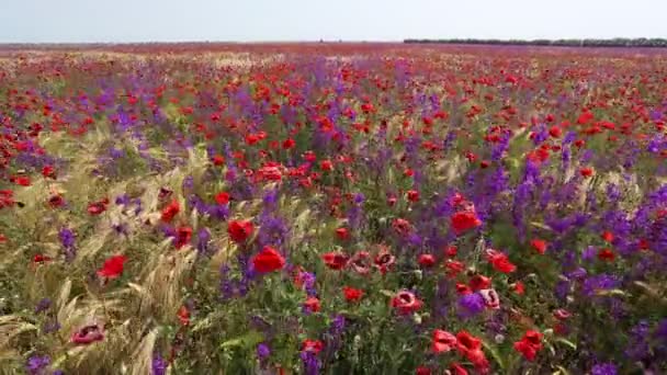 Hermoso Campo Amapolas Atardecer Campo Lleno Amapolas Bonitas Flores Rojas — Vídeos de Stock