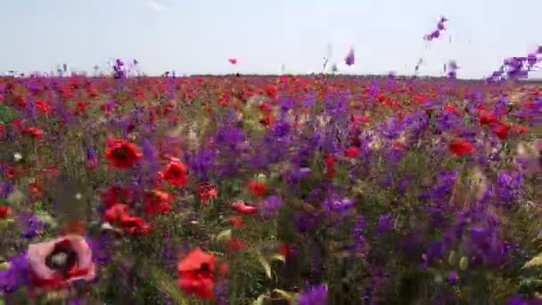 Поле Чудес Закате Поле Полное Мака Милые Красные Цветы Сельской — стоковое видео