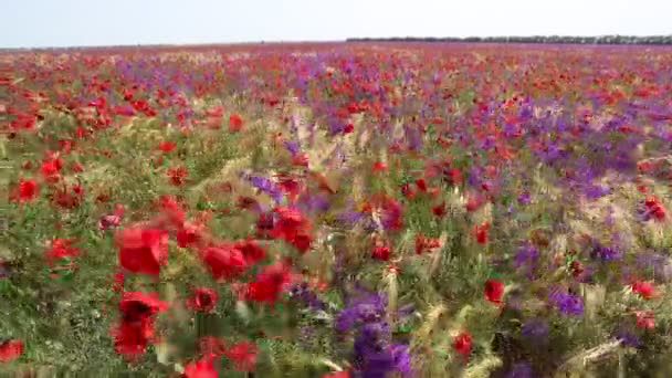 Поле Чудес Закате Поле Полное Мака Милые Красные Цветы Сельской — стоковое видео