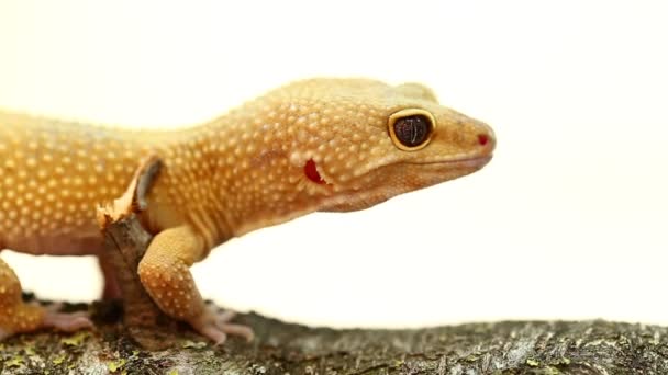 gecko léopard tacheté jaune et orange sur blanc sur branche 