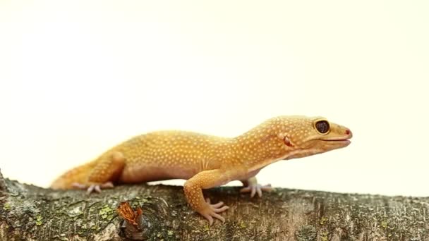 Gul Och Orange Fläckig Leopard Gecko Vitt Grenen — Stockvideo