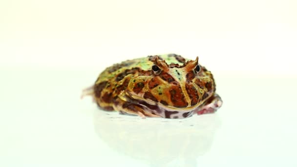 Vanliga Brown Thai Frog Hoplobatrachus Rugulosa Isolerad Vit Bakgrund — Stockvideo