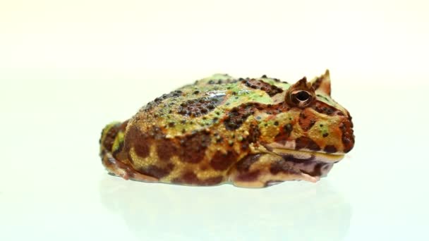 白い背景に孤立した一般的な茶色のタイのカエル Hoplobatrachus Rugulosa — ストック動画