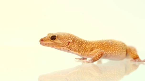 Žlutý Oranžový Leopardí Gecko Větvi — Stock video