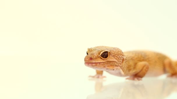 Gecko Léopard Tacheté Jaune Orange Sur Blanc Sur Branche — Video