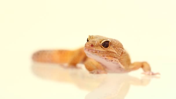 Yellow Orange Spotted Leopard Gecko White Branch — Stock Video