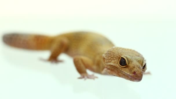 Gele Oranje Gevlekte Luipaardgekko Wit Tak — Stockvideo