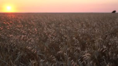 Buğday alan. Altın buğday kulaklarını kapat. Güzel doğa günbatımı manzara. Kırsal manzara parlak güneş ışığı altında