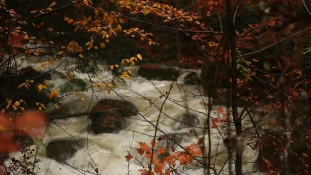 Natuurlijke Scène Van Bos Herfst Bos Bergen Mountain River Stroom — Stockvideo