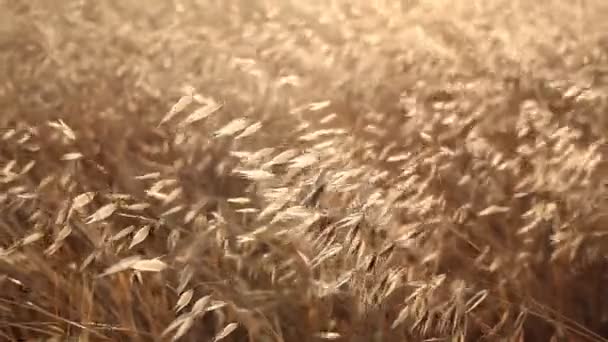 金黄的麦穗关闭 美丽的大自然日落景观 在充满灿烂的阳光下的田园风光 — 图库视频影像