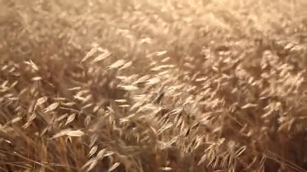 Campo Trigo Orejas Trigo Dorado Cerca Hermoso Paisaje Puesta Del — Vídeos de Stock