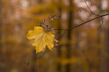 Ormandaki asfalt yol. Avrupa. Güzellik dünya. Retro tarzı filtre. Etkisi tonlama Instagram.