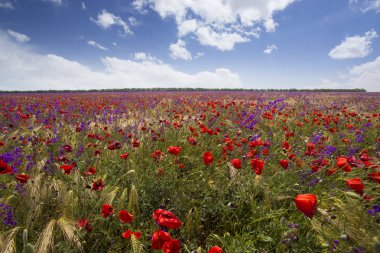 güzel mavi gökyüzü ile haşhaş alanın üzerine manzara