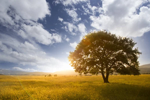 Ensamt träd mot en blå himmel vid solnedgången. — Stockfoto