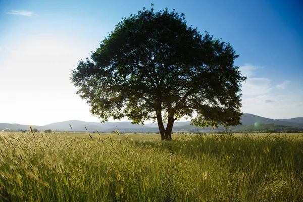 Árbol solitario en campo de hierba — Foto de Stock