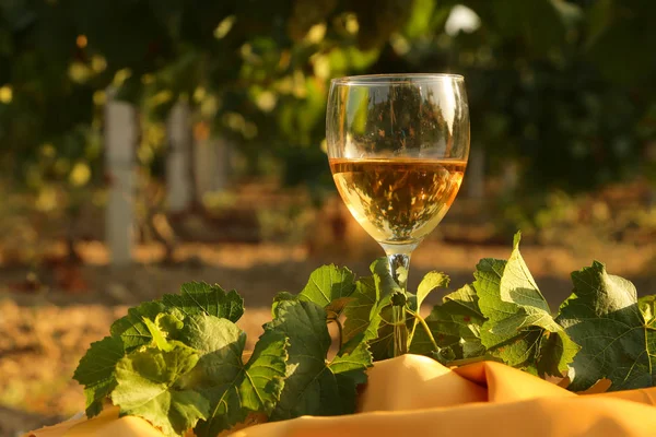 Bicchiere con vino bianco in vigna su vecchio tavolo. Vigneto al tramonto. Bicchiere di vino bianco, bottiglia di vino e uva bianca sul tavolo di legno con spazio copia — Foto Stock