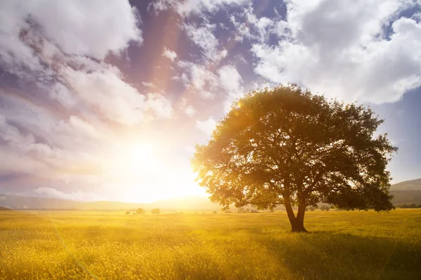 Ensamt träd i gräsplan. Lone Oak i solnedgången, mot en bakgrund av berg och kullar. Vår eller sommar — Stockfoto