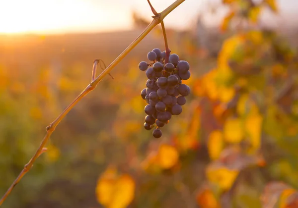 Winnice o zachodzie słońca w jesiennych zbiorach. Dojrzałe winogrona jesienią. — Zdjęcie stockowe
