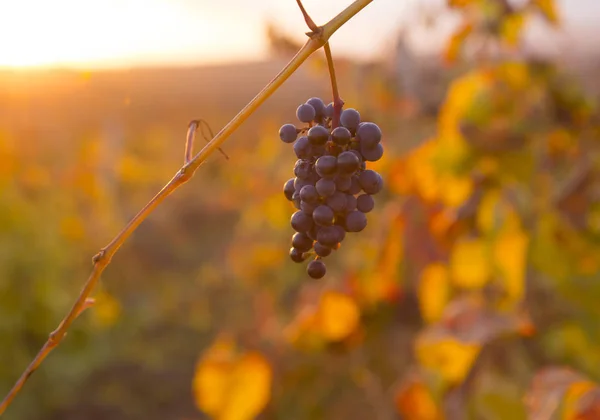 Vignobles au coucher du soleil à la récolte d'automne. Raisins mûrs à l'automne. — Photo