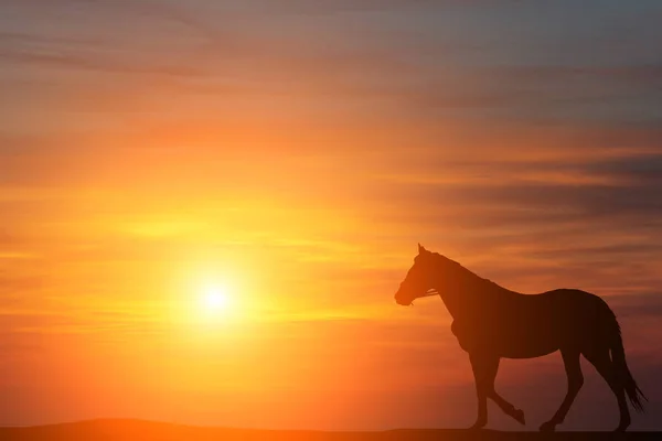 Silhouette of a horse standing on the background of a beautiful sunset — Stock Photo, Image