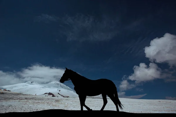 Silhouette of a horse standing on the background of a beautiful sunset — Stock Photo, Image