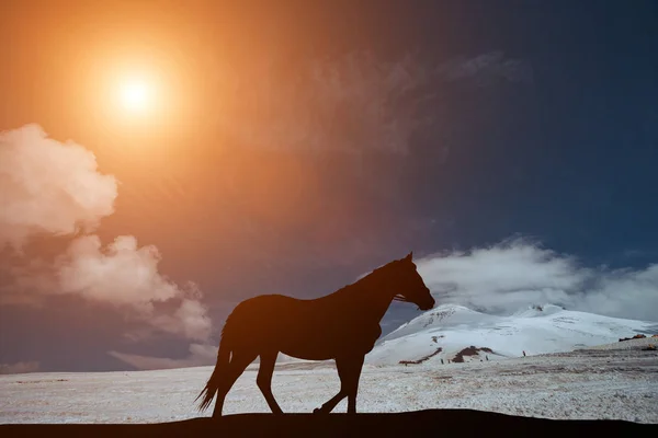 Silhueta de um cavalo de pé no fundo de um belo pôr do sol — Fotografia de Stock