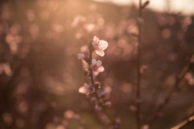 Güzel çiçekli şeftali. Çiçekler bir bahar gününde, gün batımı ile arka plan