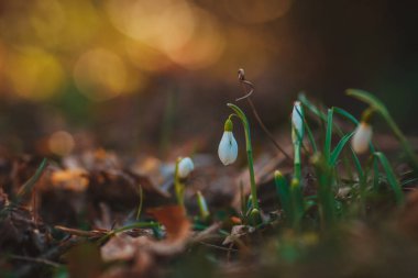 Mart ayında bahar güneşli bir günde bir ormandaki kardelen